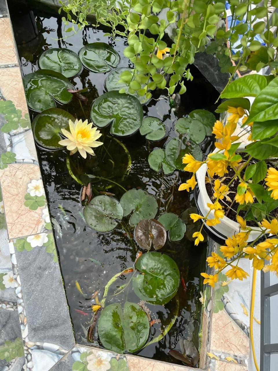 Oasis Homestay Хой Ан Екстериор снимка